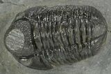 Detailed Gerastos Trilobite Fossil - Morocco #377243-3